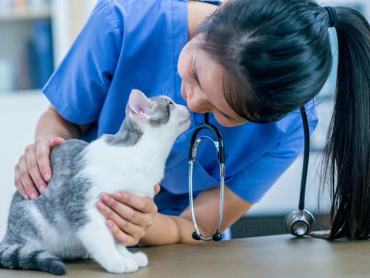 A veterinarian in lovingly pets a cat, forming a bond