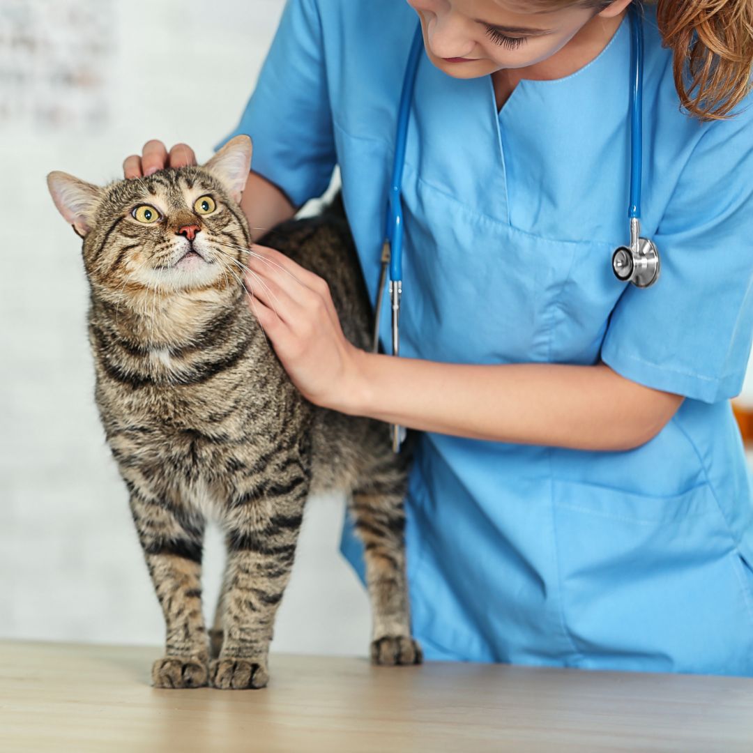 Veterinarian Checking Cat