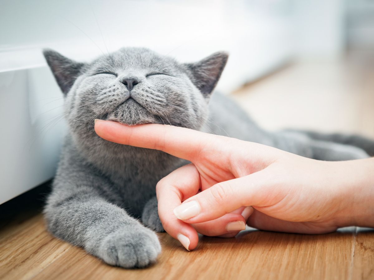 Happy Kitten Being Stroked by Veterinarian Hand.