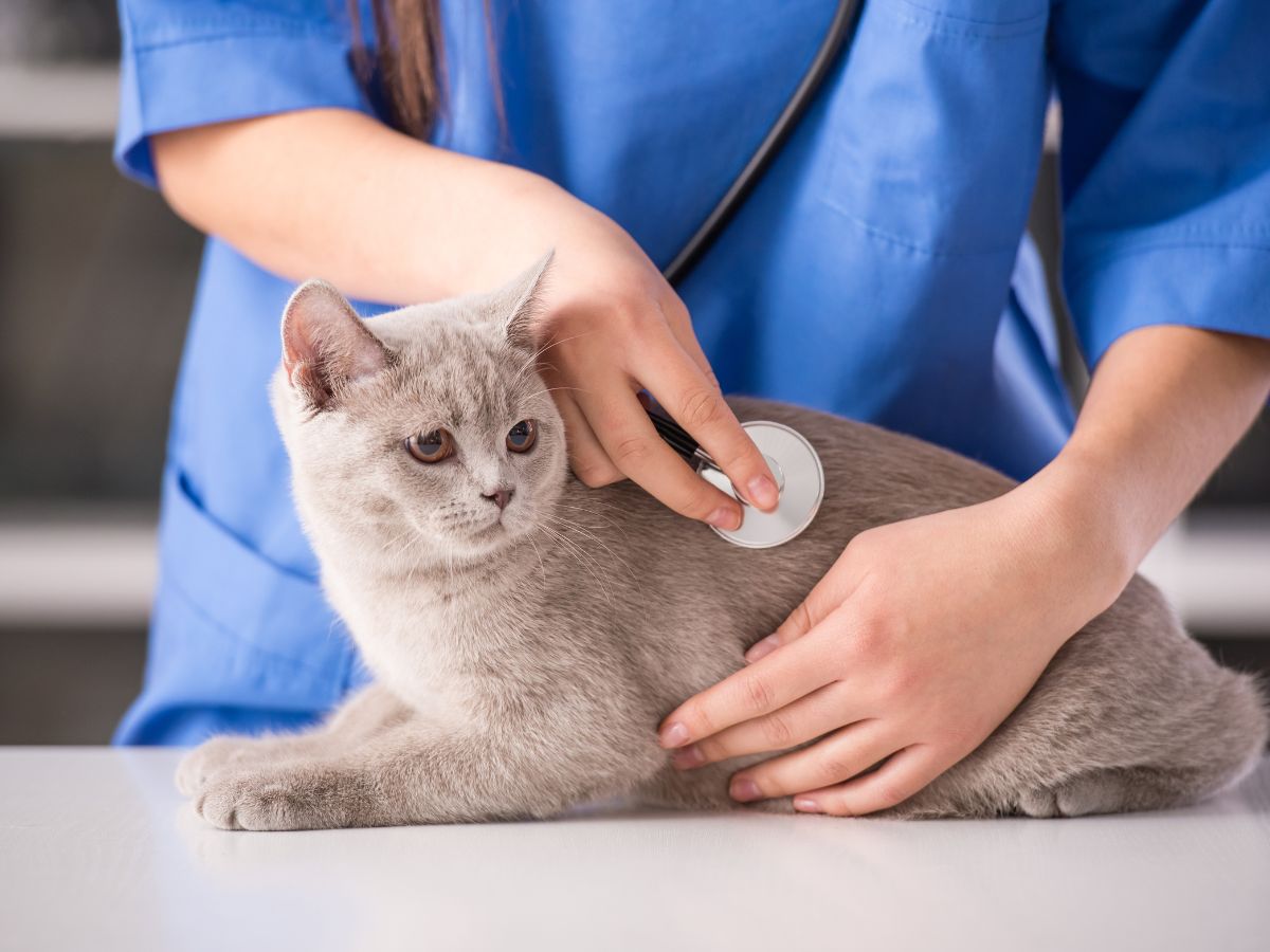 veterinarian checking heart of cat