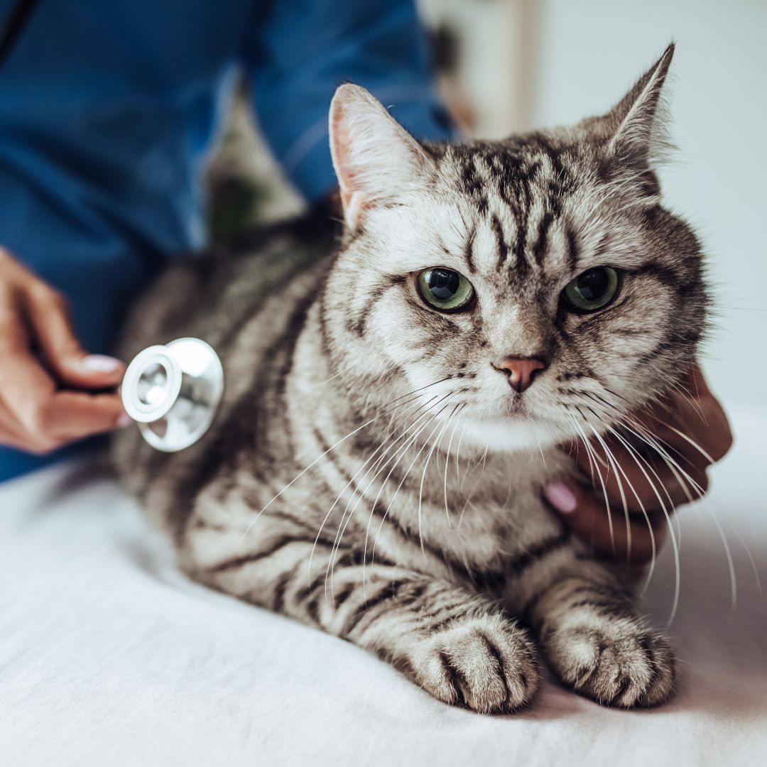 veterinarian checking heart of cat