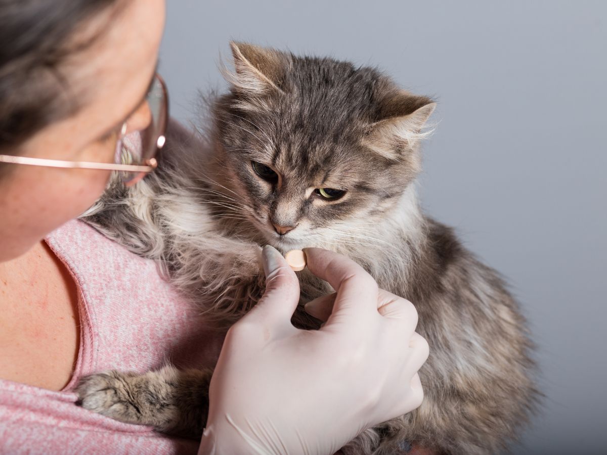 Veterinarian giving medicine to her cat 