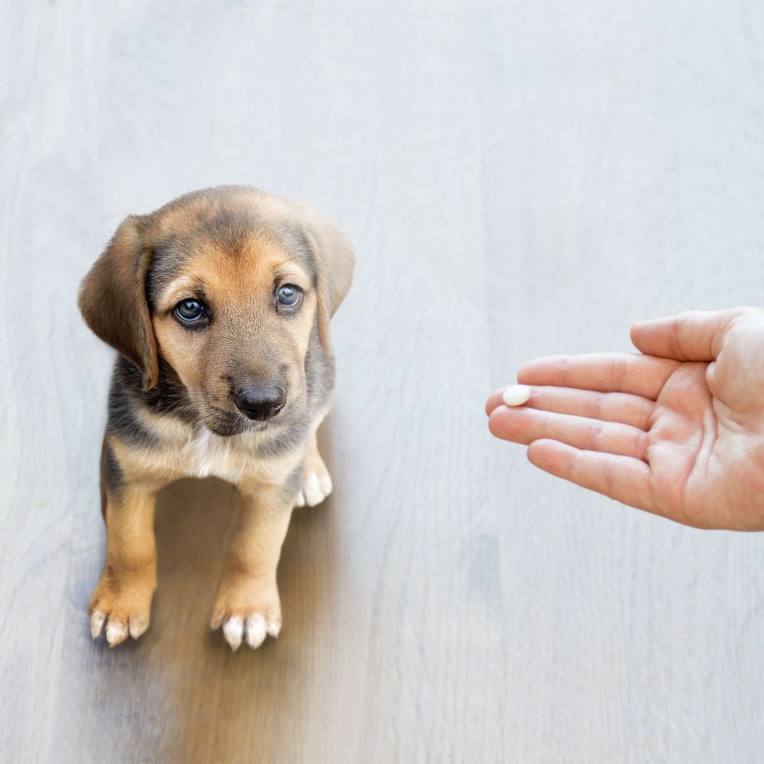 a vet is offering medicine to a dog