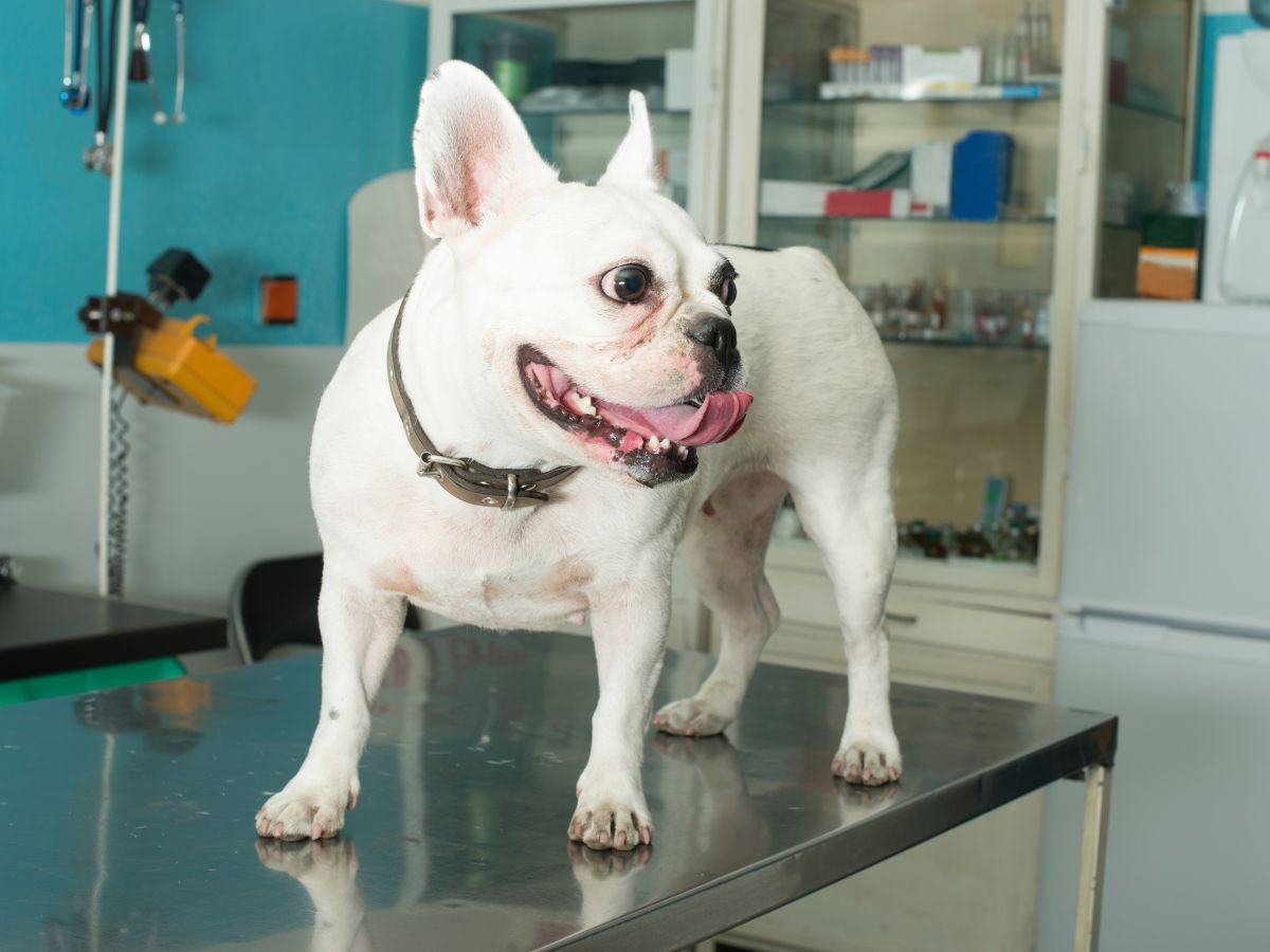 dog staying on a table