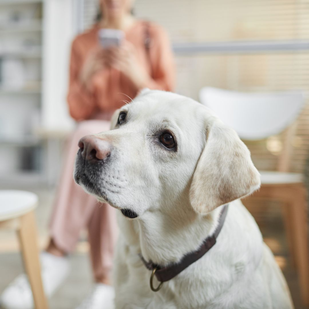 A vet with a white dog