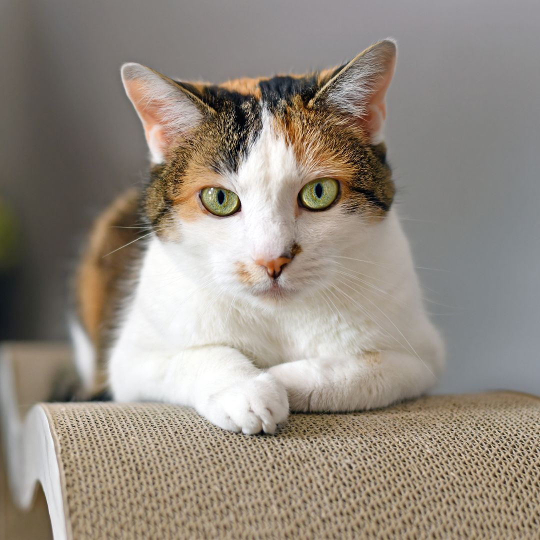 a cat sitting on table