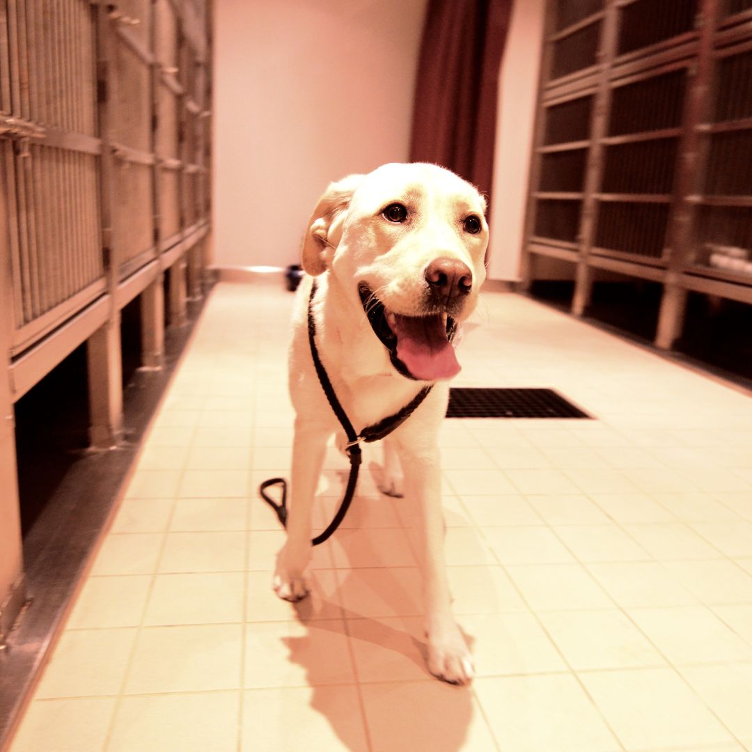 A dog in boarding room