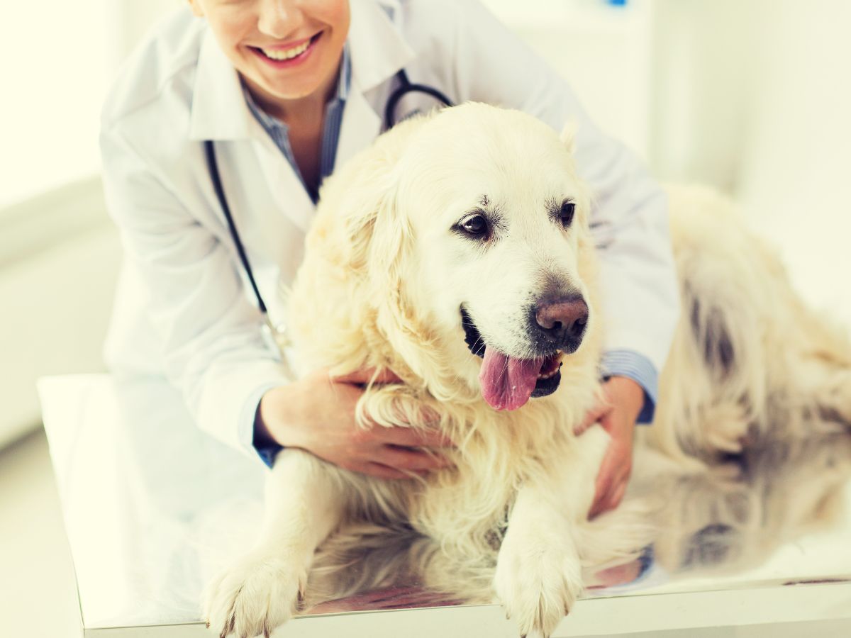 Vet with Retriever Dog